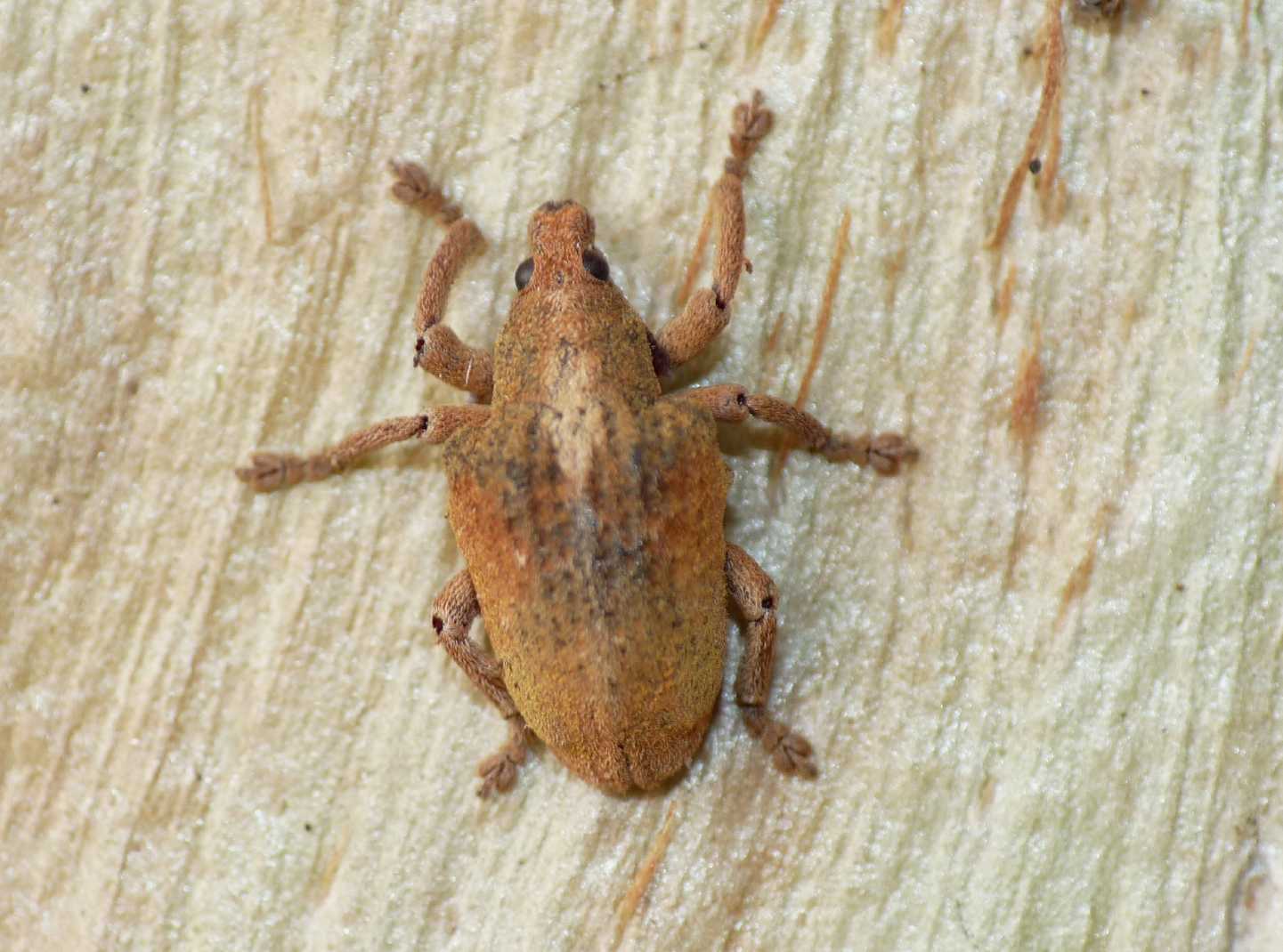 Curculionide vellutato: Gonipterus cf scutellatus